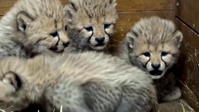 Ecco 5 nuovi cuccioli di ghepardo