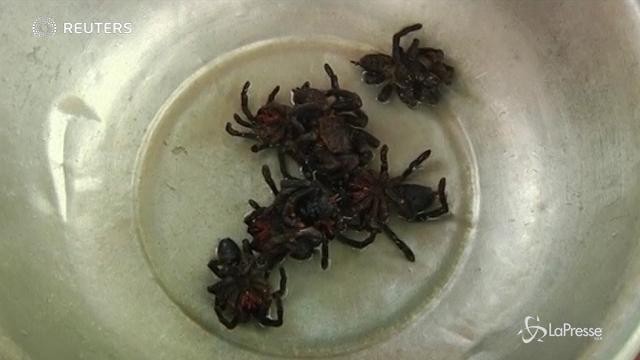 Cambogia: tutti pazzi per le tarantole fritte