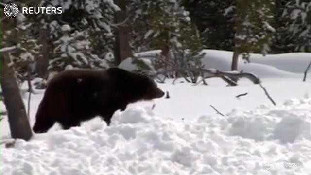 L’orso grizzly non è più a rischio estinzione