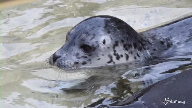 Due nuovi cuccioli di foca al Parco Le Cornelle