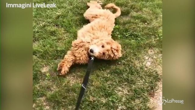 Troppo caldo per la passeggiata..il cucciolo di cane si lascia trascinare