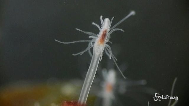 Scoperta nuova specie marina alle Maldive