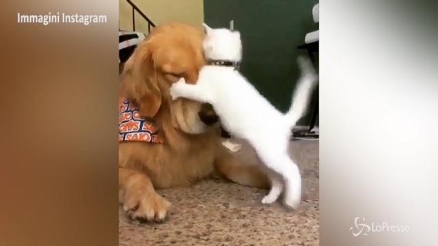 VIDEO Gattino coraggioso ‘attacca’ cane che riposa