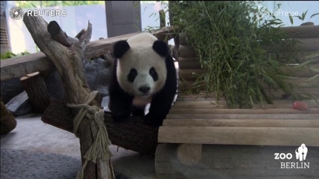 Zoo Berlino: arrivati due nuovi panda giganti