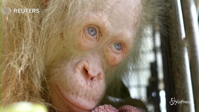 Indonesia, ambientalisti salvano raro orangotango albino