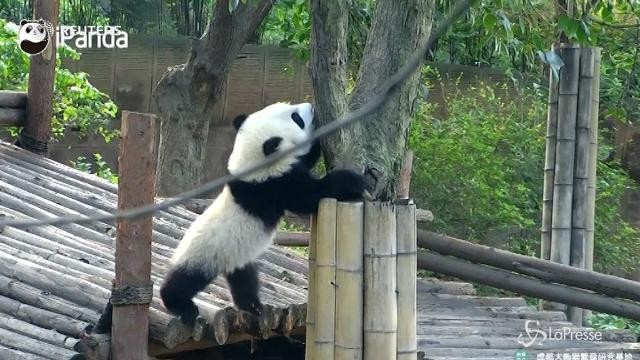 Il panda nei guai, le zampe sono corte e non riesce a salire sull’albero