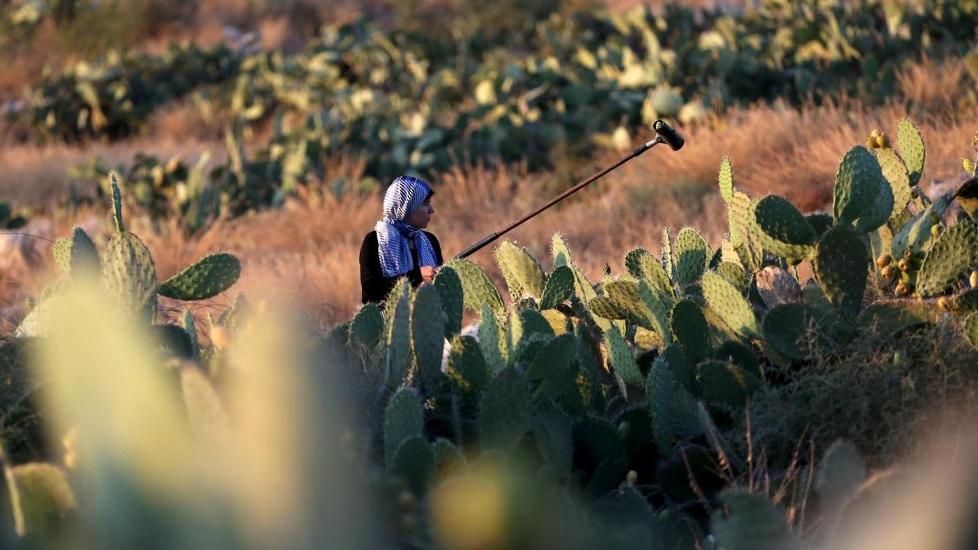 La membrana ispirata a cactus che rivoluzionerà le auto elettriche