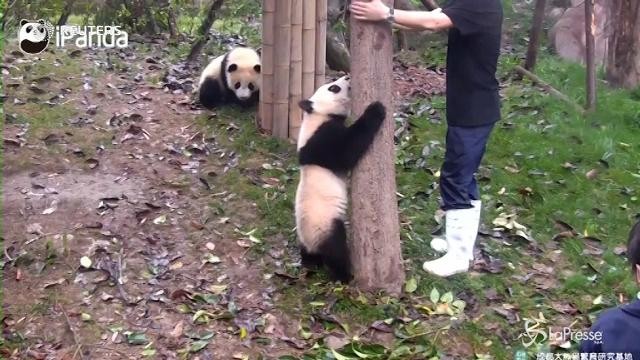 Cina, il cucciolo di panda pigro e dispettoso