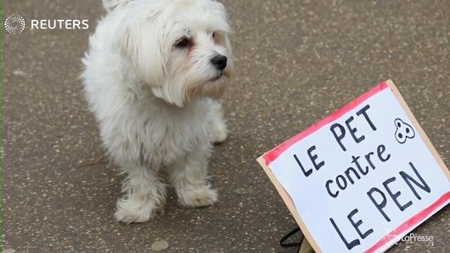 VIDEO Presidenziali Francia, anche i cani di Londra contro Le Pen