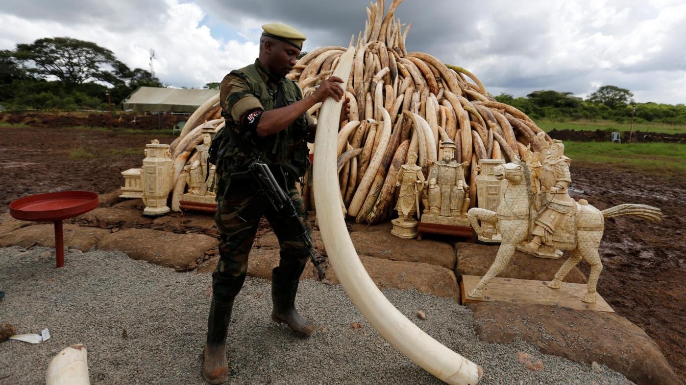 Kenya,rogo-record di avorio e corni, 150 milioni in fumo