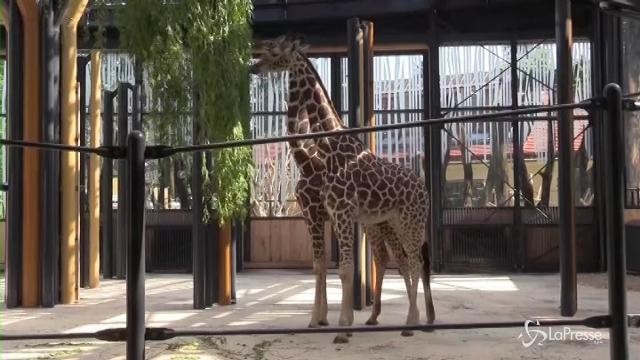 Una casa da 7 milioni per due giraffe