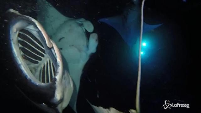 La danza delle mante al chiaro di luna