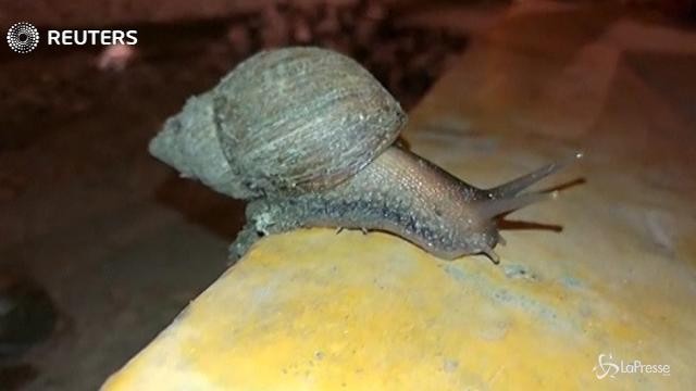 In Perù grave l’invasione delle lumache giganti