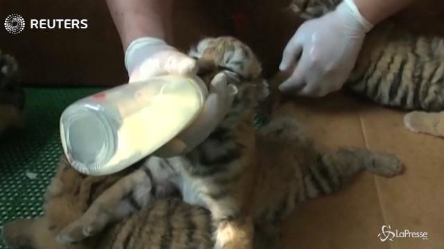 Cinque nuovi cuccioli di tigre siberiana arrivano nel parco di Harbin in Cina