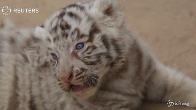 Due nuovi cuccioli di tigri bianche allo zoo di Juarez