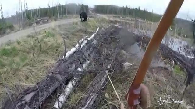 L’orso attacca, il cacciatore se la vede brutta