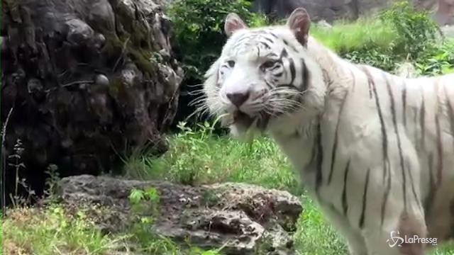 Al Bioparco di Roma arriva Gladio, la tigre del Bengala