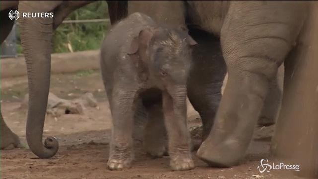 Sydney, allo zoo nasce un elefantino
