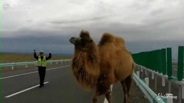 Cina, due cammelli a spasso in autostrada