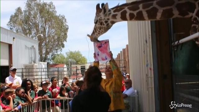 Ozzie, la giraffa che ama dipingere