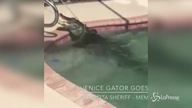 Florida: alligatore di due metri in una piscina