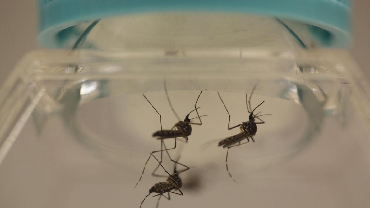 Zika, confermati i primi due casi di contagio in Vietnam