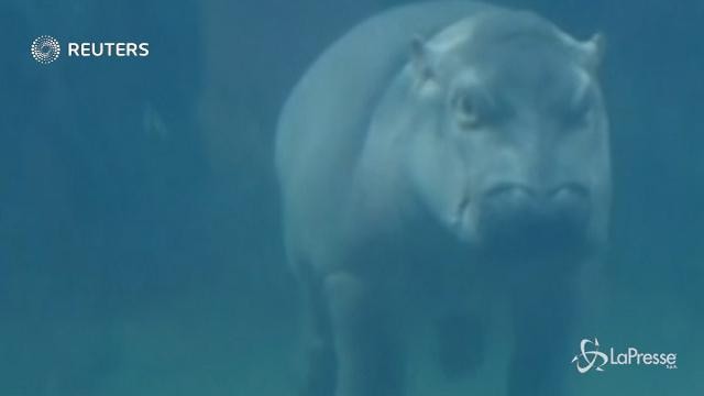 Cincinnati: ecco il “baby” ippopotamo Fiona