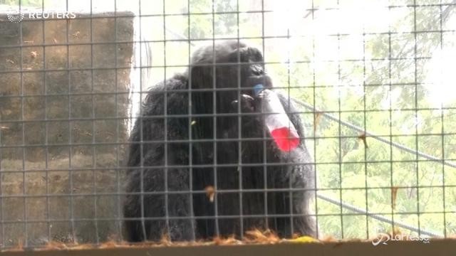 Bangkok, caldo per gli animali allo zoo