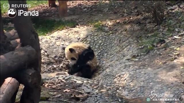 VIDEO Ecco Fushun, il Panda in cerca di attenzioni