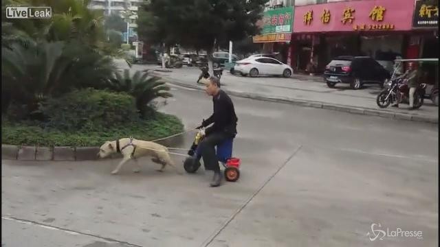 Vita da cani in Cina