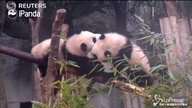 Gemellini panda si sfidano per gioco