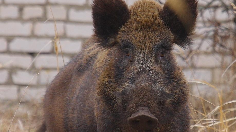 Genova, preso un cinghiale vicino all’ospedale San Martino