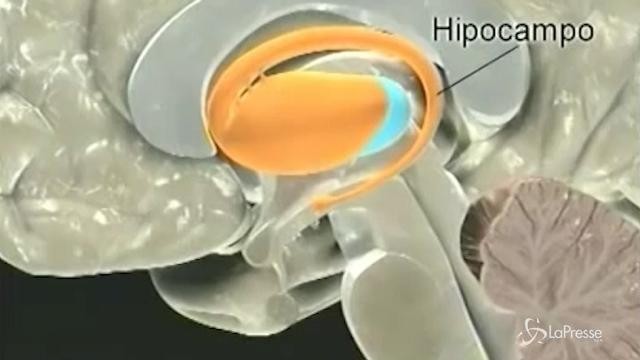 L’origine dell’Alzheimer è nell’area che regola l’umore