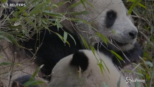 Cina, mamma panda allatta il suo cucciolo