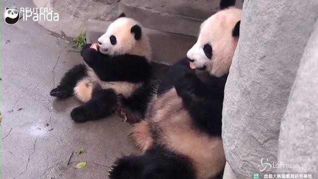 Cina, è virale il video del panda “poser”