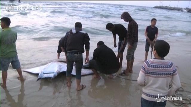 La spiaggia di Gaza si riempie di decine di razze