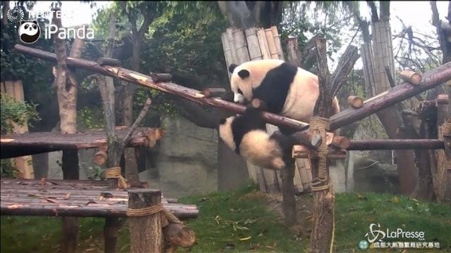 Cina: la lotta tra Panda