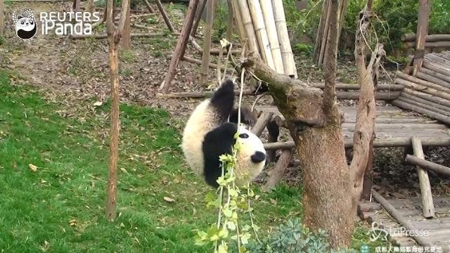 Il panda che mangia a testa in giù