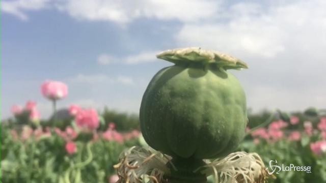 Afghanistan, missione anti-oppio: addio campo di papaveri