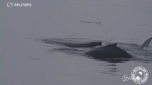 Antartide: il mondo visto dalle balene