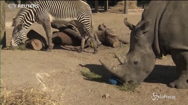 Pranzo pasquale per i rinoceronti dello zoo di Tampa