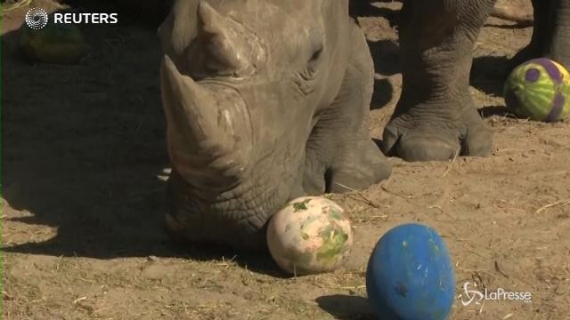 Florida, angurie trasformate in uova di Pasqua per gli animali dello zoo