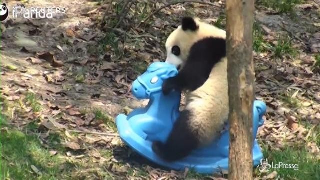 Il piccolo panda alle prese con il cavallo a dondolo