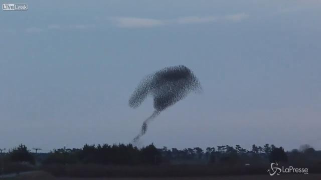 Stormo di uccelli disegna bellissime figure