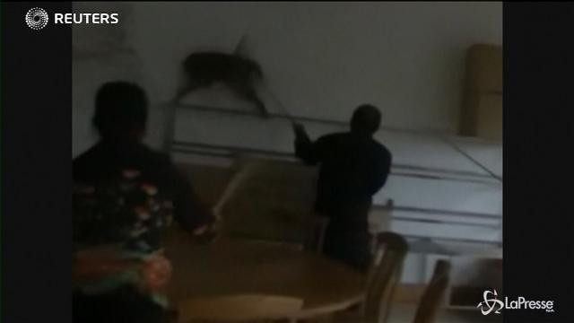 Cina: scimmia irrompe in un ristorante, 2 ore per catturarla