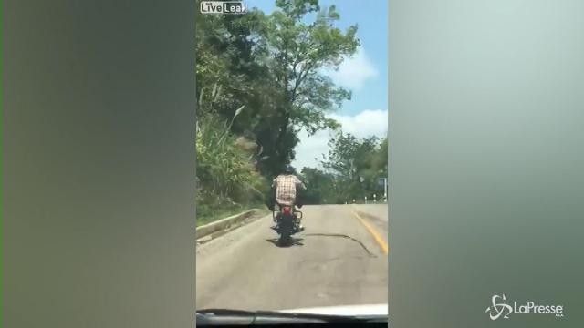 Il fallito agguato di un serpente a un motociclista