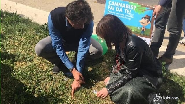 VIDEO Milano, Cappato pianta semi di cannabis davanti al Pirellone