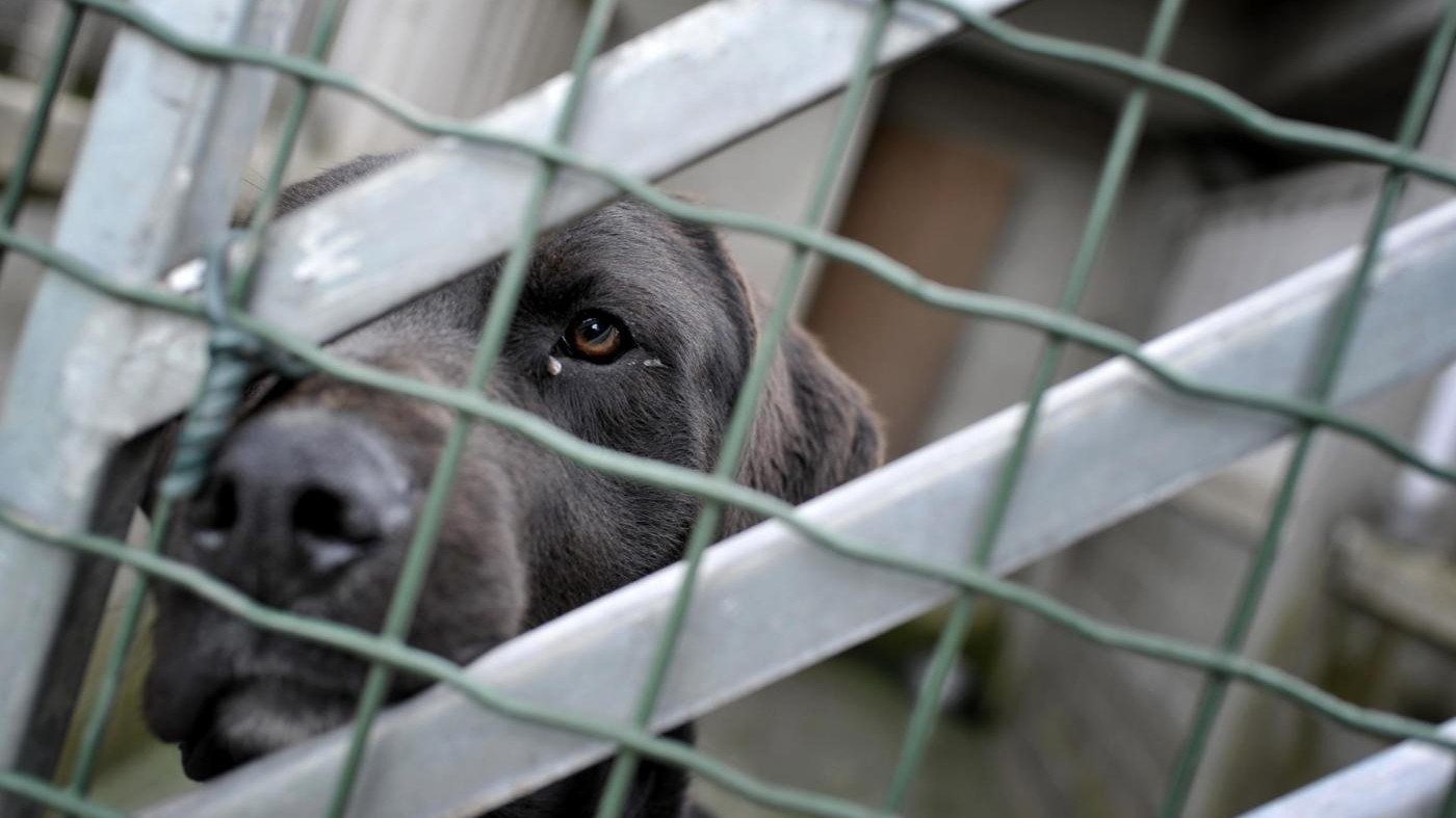 Genova,150 animali stipati in furgone: un denunciato