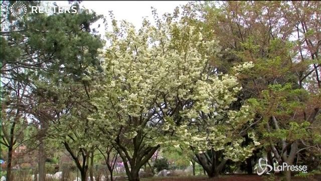 In Cina i fiori di ciliegio verdi