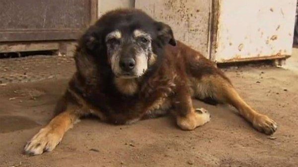 Australia, morto a 30 anni il cane più vecchio del mondo